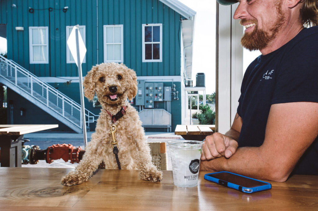 Dog sitting at bar beside smiling man.