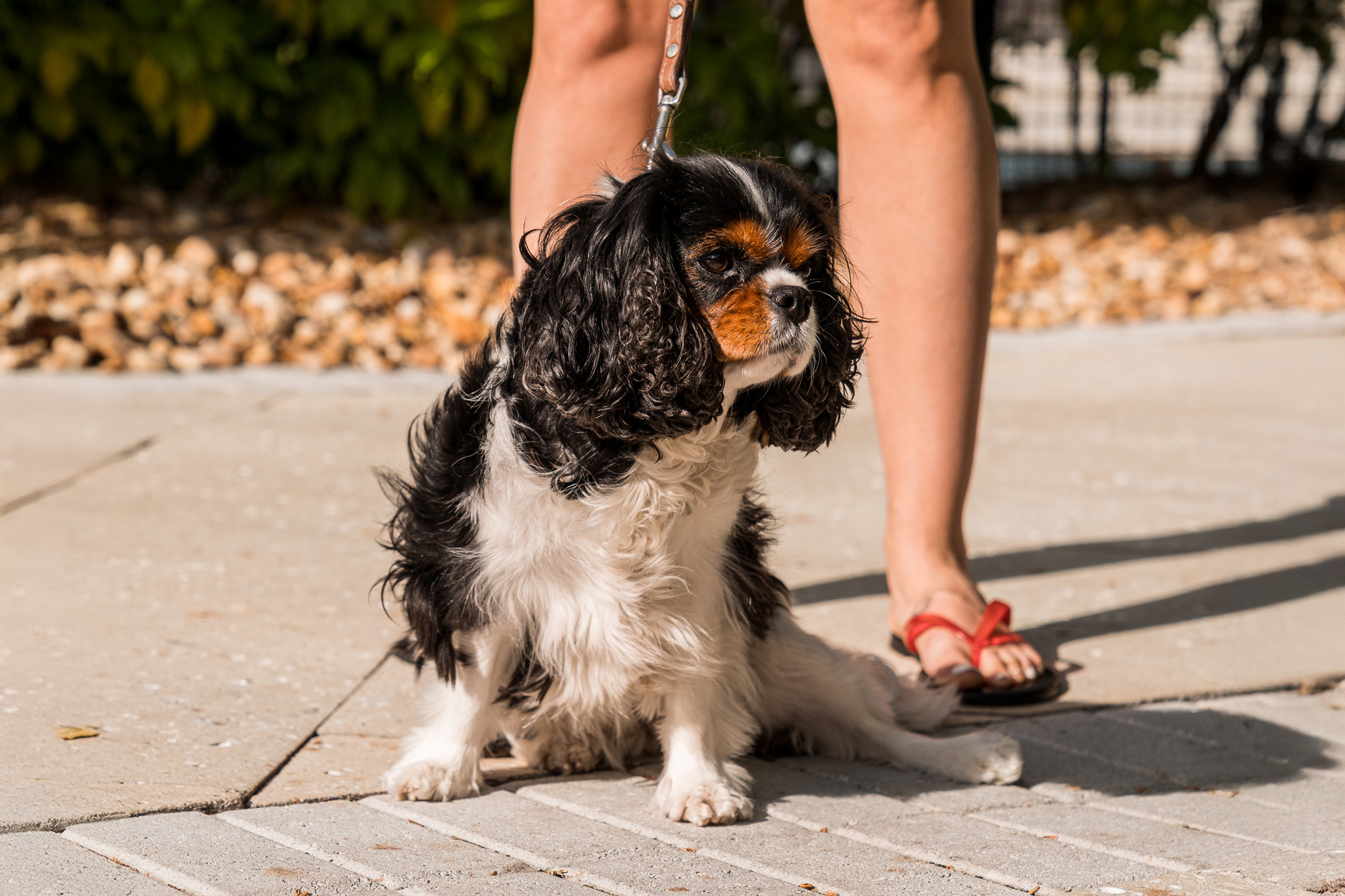 king charles spaniel on a leash