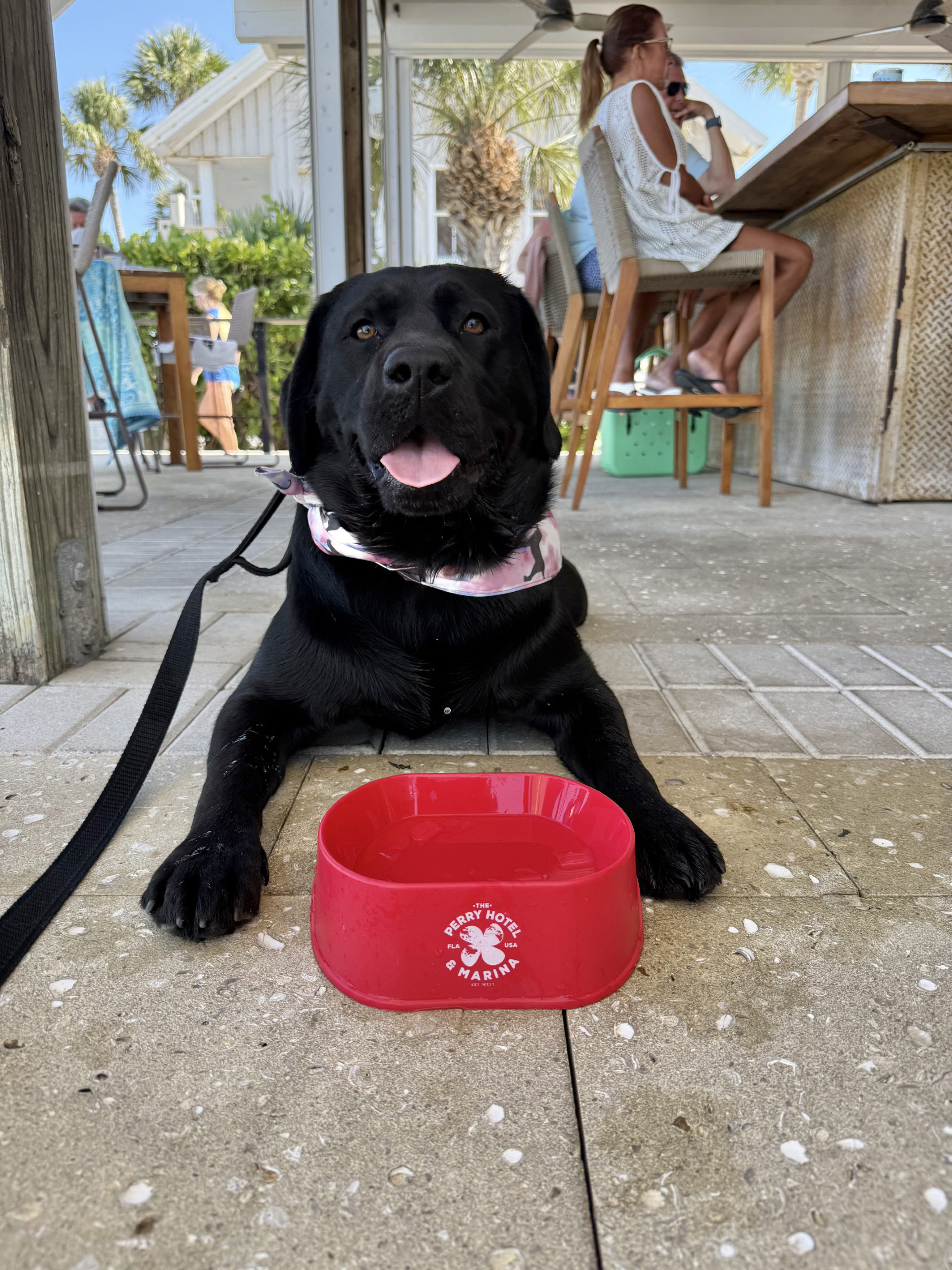 Black lab wearing a pink scarf, sitting by a red Perry Hotel dog water bowl.