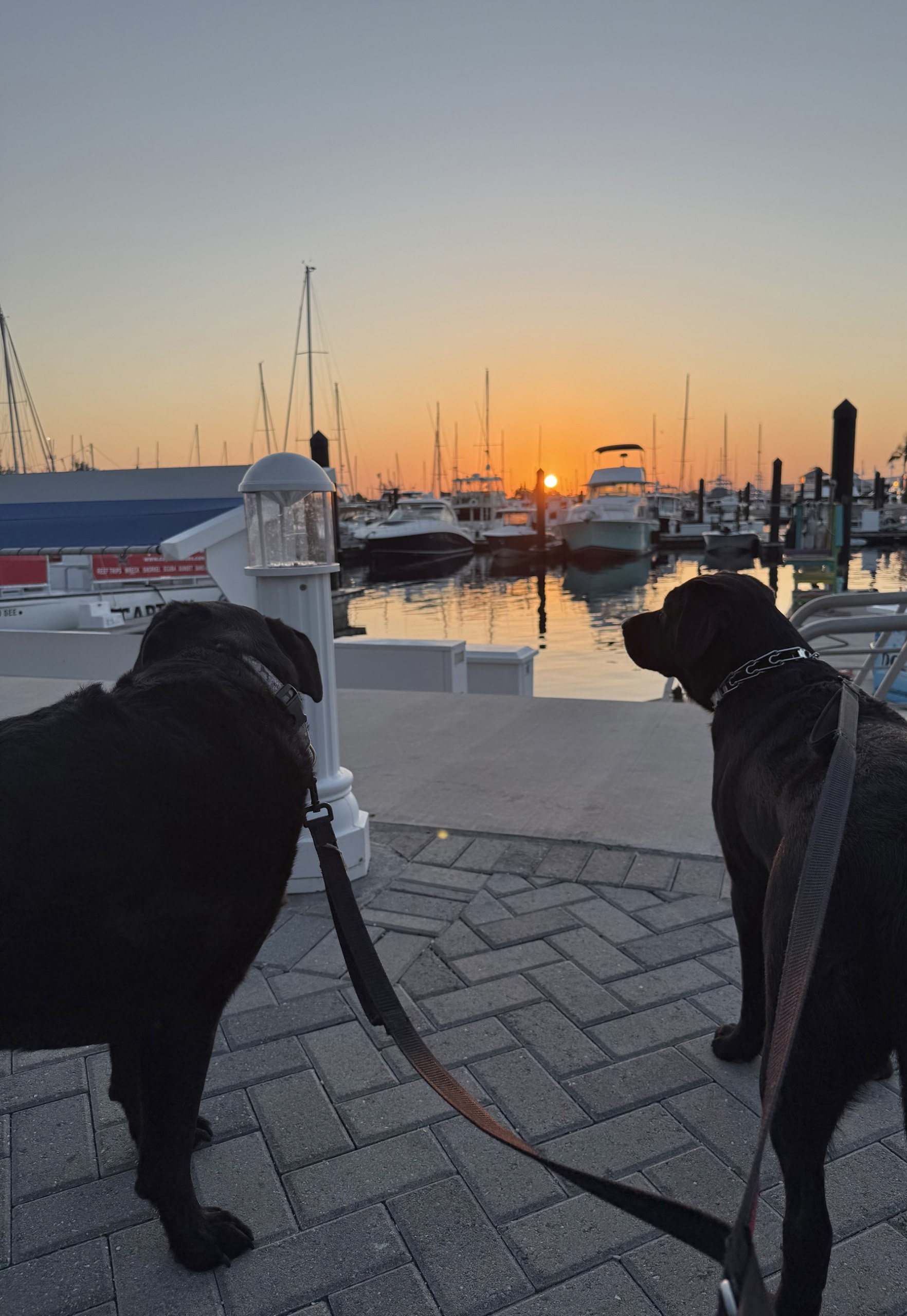 Two black labs on leashes watching the marina sunset.