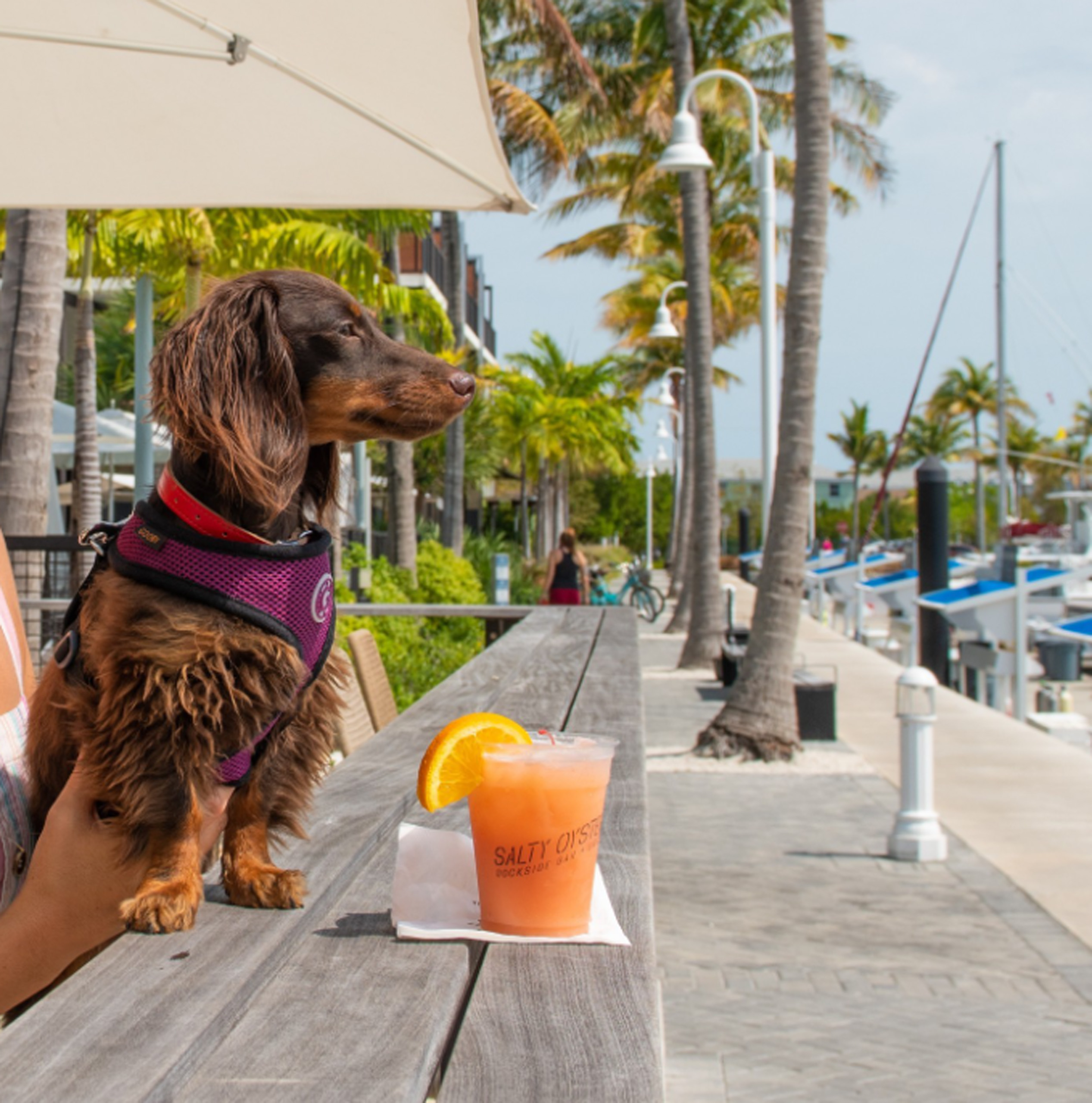 Dachshund sitting on a bar ledge beside a tropical cocktail.