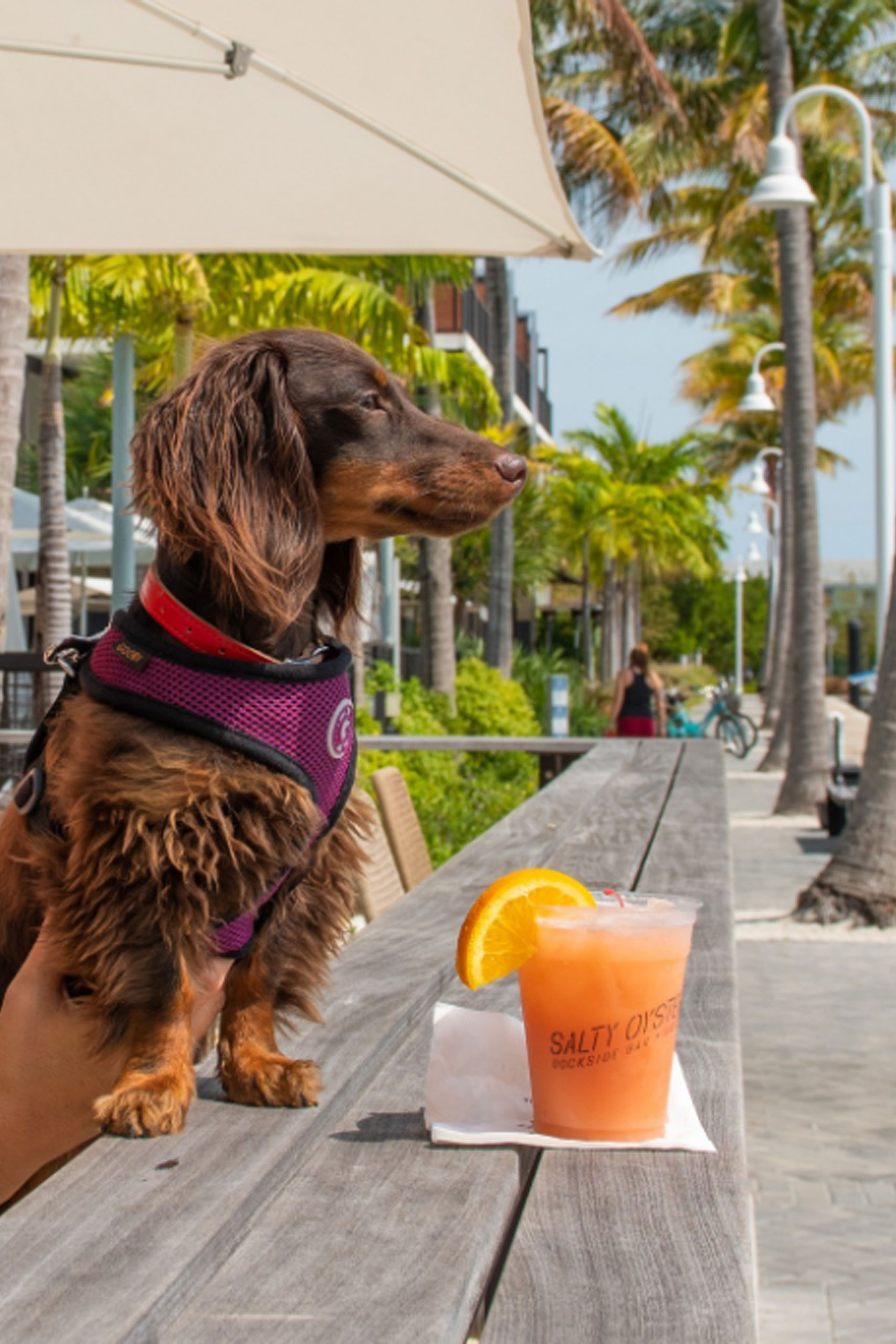 Dachshund sitting on a bar ledge beside a tropical cocktail.