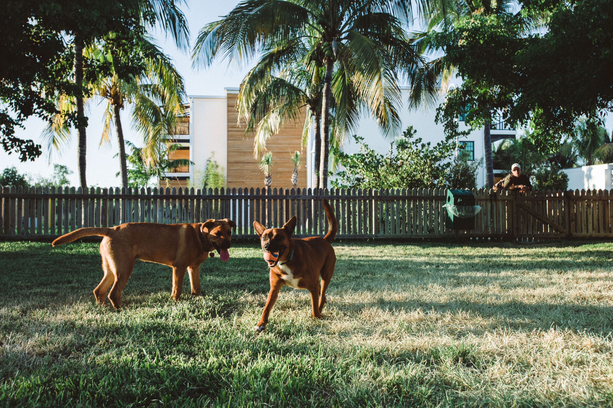 Dogs playing at The Perry Dog Park