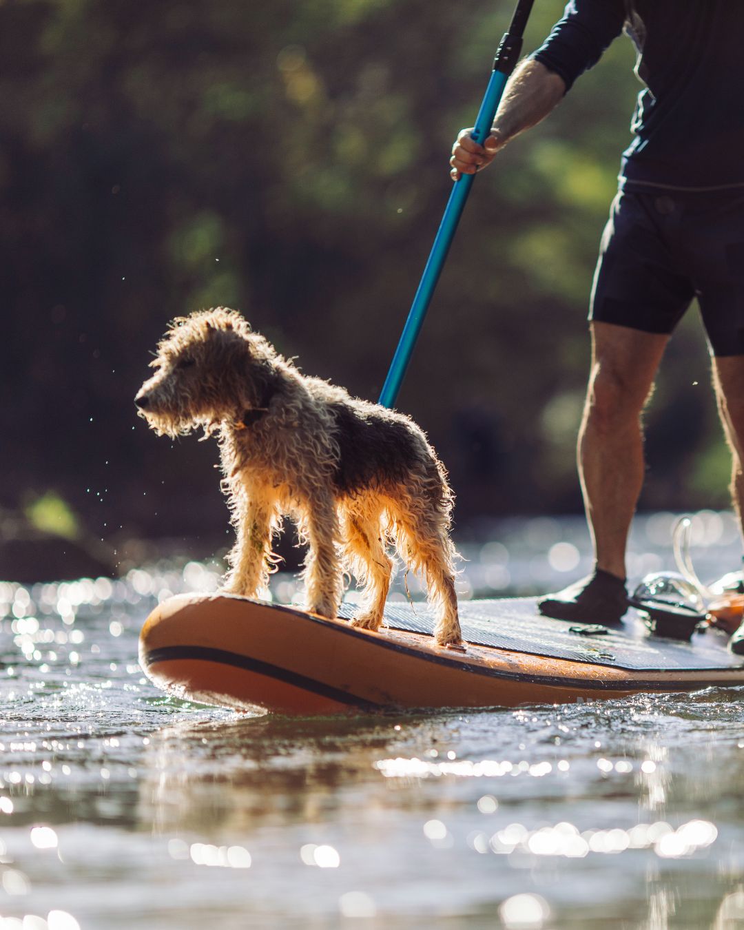 Dog on paddleboard at The Perry Key West