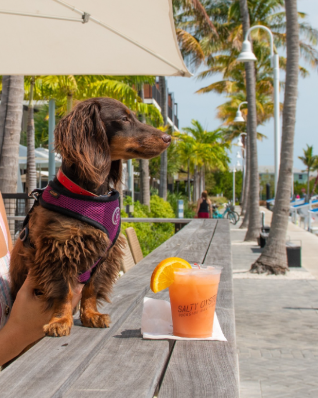 Dog at Salty Oyster at The Perry Key West